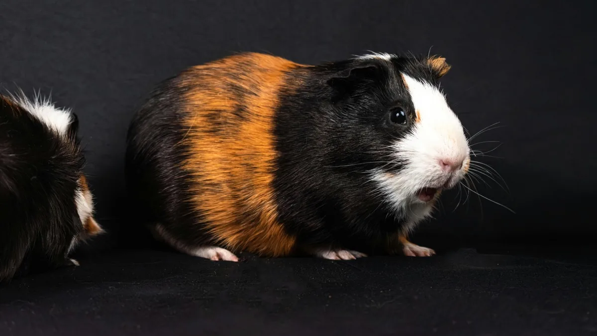 Sugar Glider Insurance: Essential Coverage for Your Sugar Glider