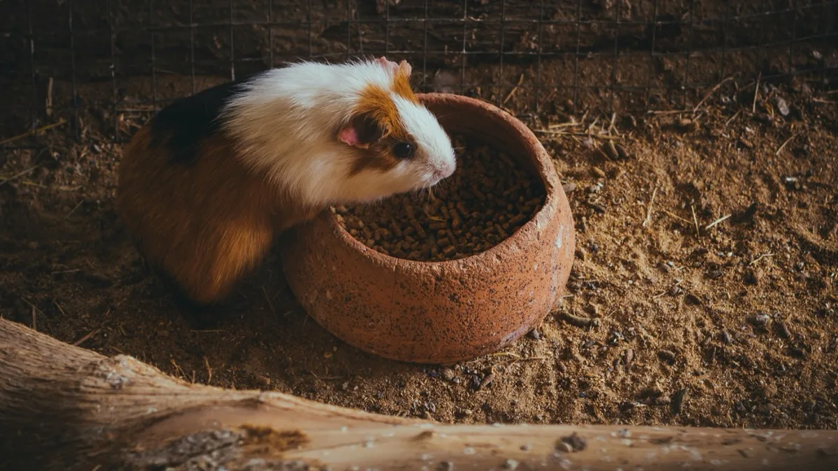 Mouse Insurance: Essential Coverage for Your Mouse