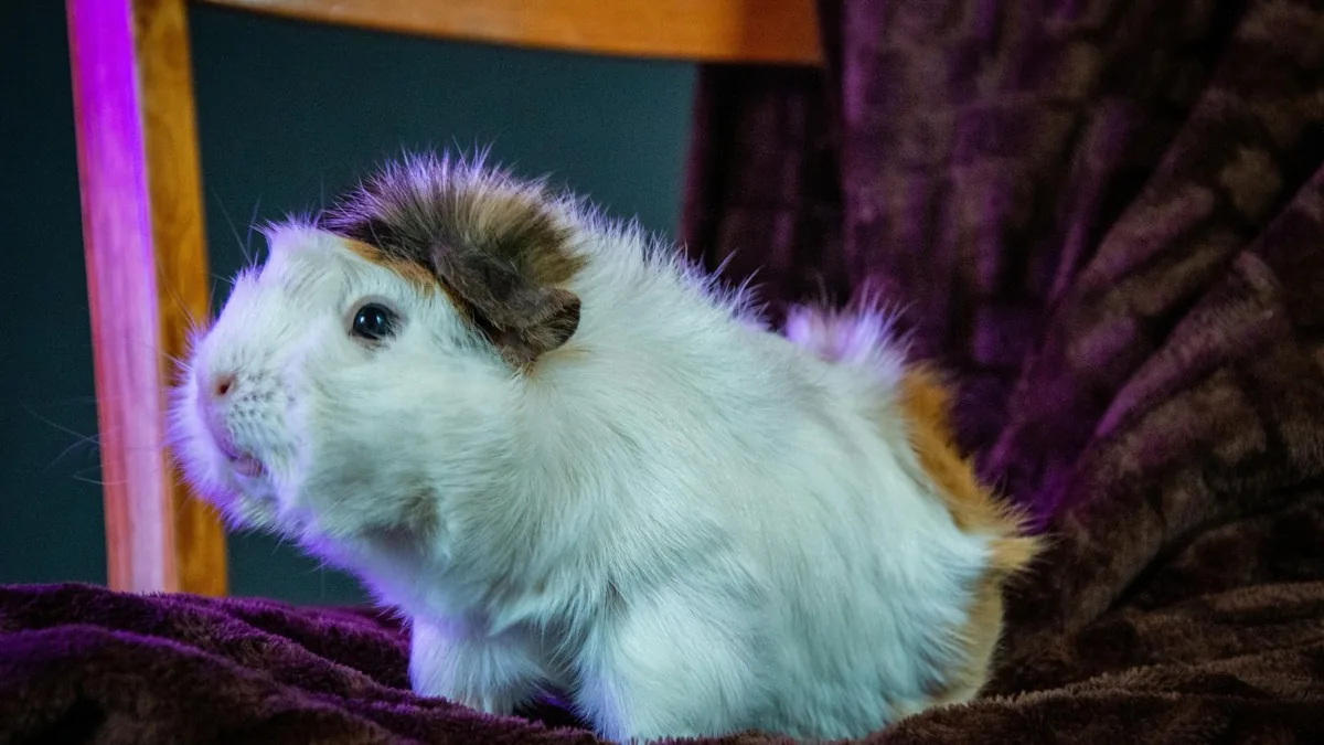 Rabbit GI Stasis Insurance Coverage Guide