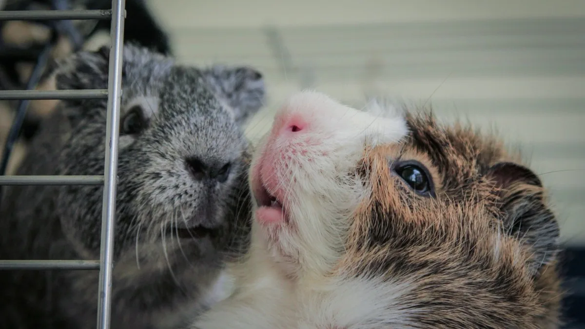 Hamster Insurance: Essential Coverage for Your Hamster